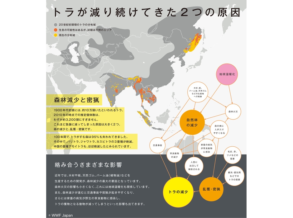 トラの生息地図（WWF Tiger Alive Initiative ウェブサイトよりWWFジャパンが作成）© WWF Japan