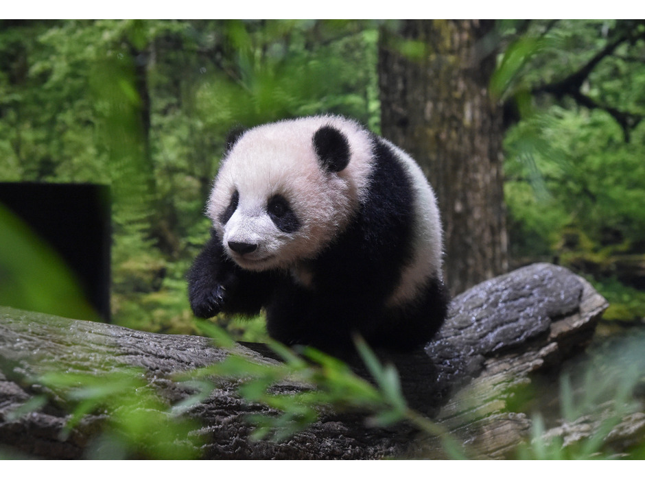 上野動物園のジャイアントパンダ・シャオシャオ（194日齢）