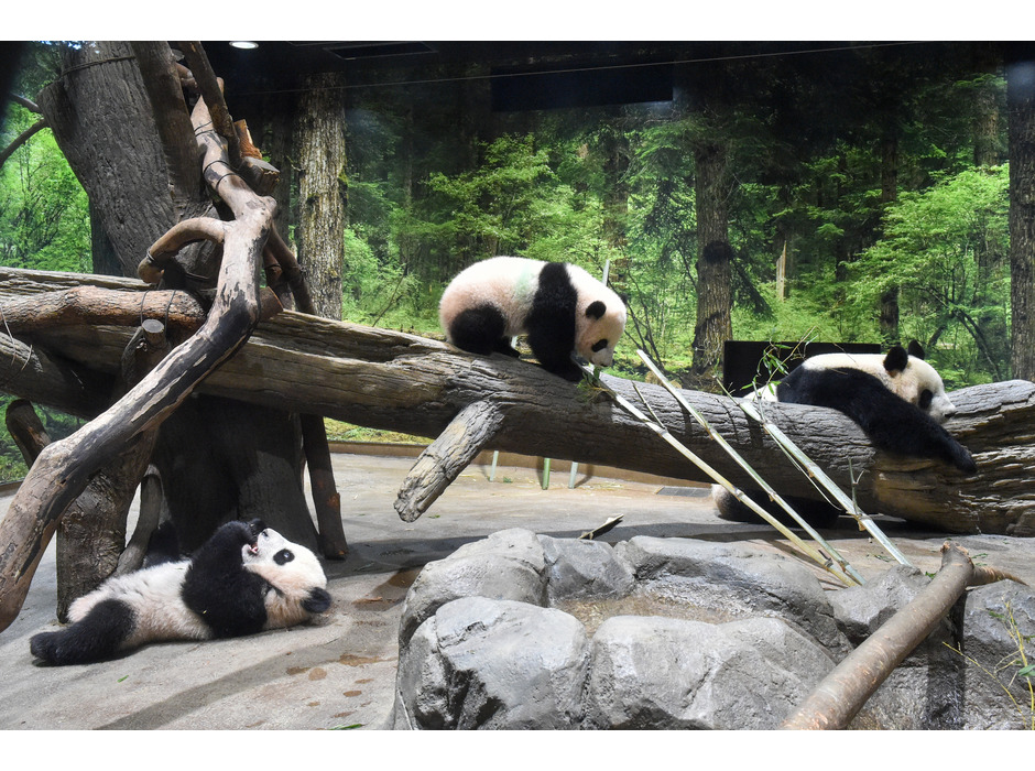 上野動物園のジャイアントパンダ・シンシンと双子（左：レイレイ、中央：シャオシャオ、ともに 194 日齢）