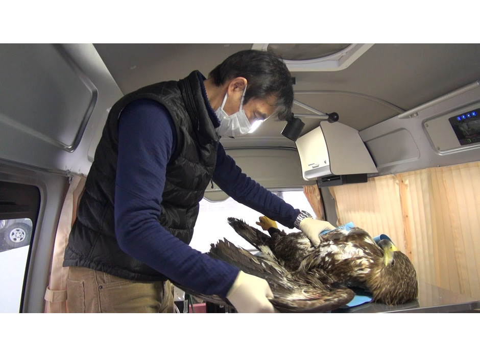 猛禽類医学研究所、絶滅の危機に瀕した猛禽類を救うためクラウドファンディングを開始