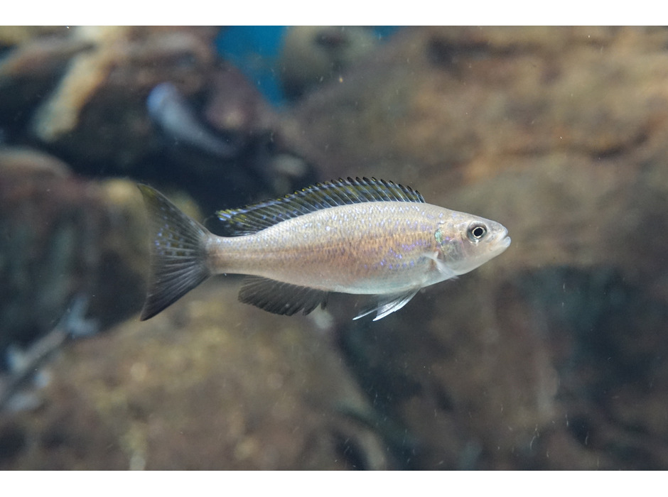 右利き・左利きの明確な鱗食魚「ペリソダス・ミクロレピス」