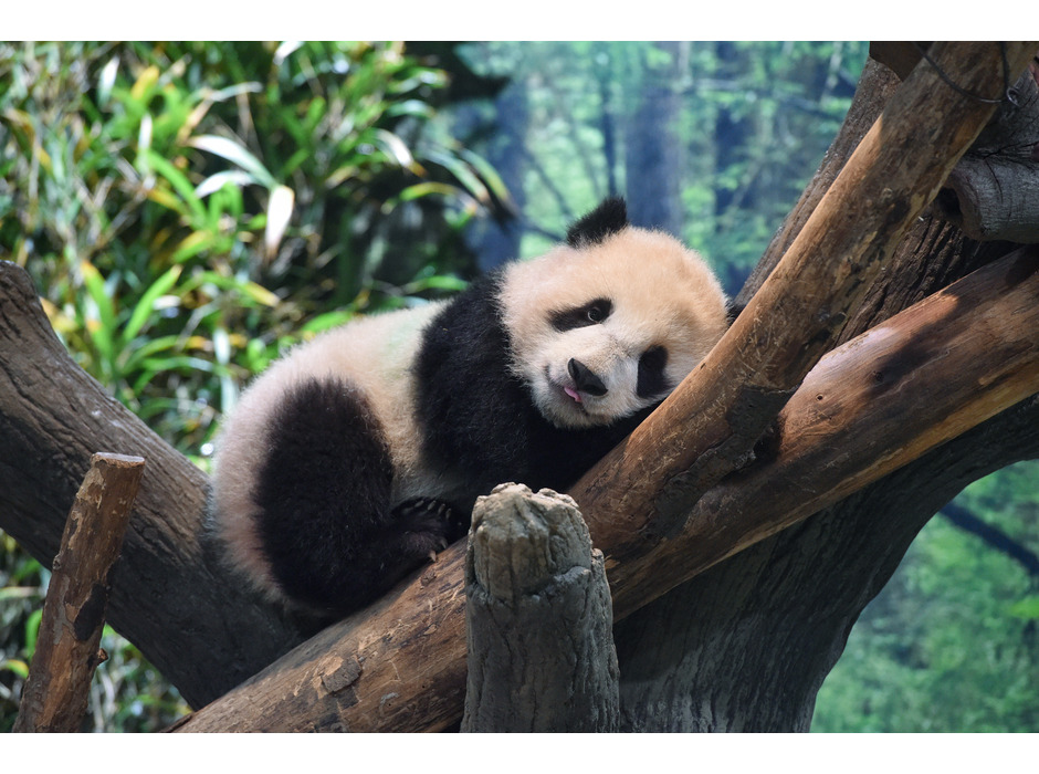 上野動物園のジャイアントパンダ・シャオシャオ（208日齢）