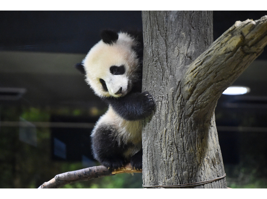上野動物園のジャイアントパンダ・レイレイ（208日齢）