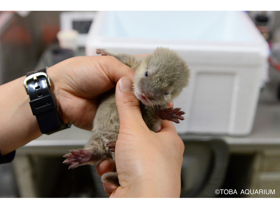 鳥羽水族館で1月12日に誕生したコツメカワウソの赤ちゃん（母親はキワ、父親はアサヒ）