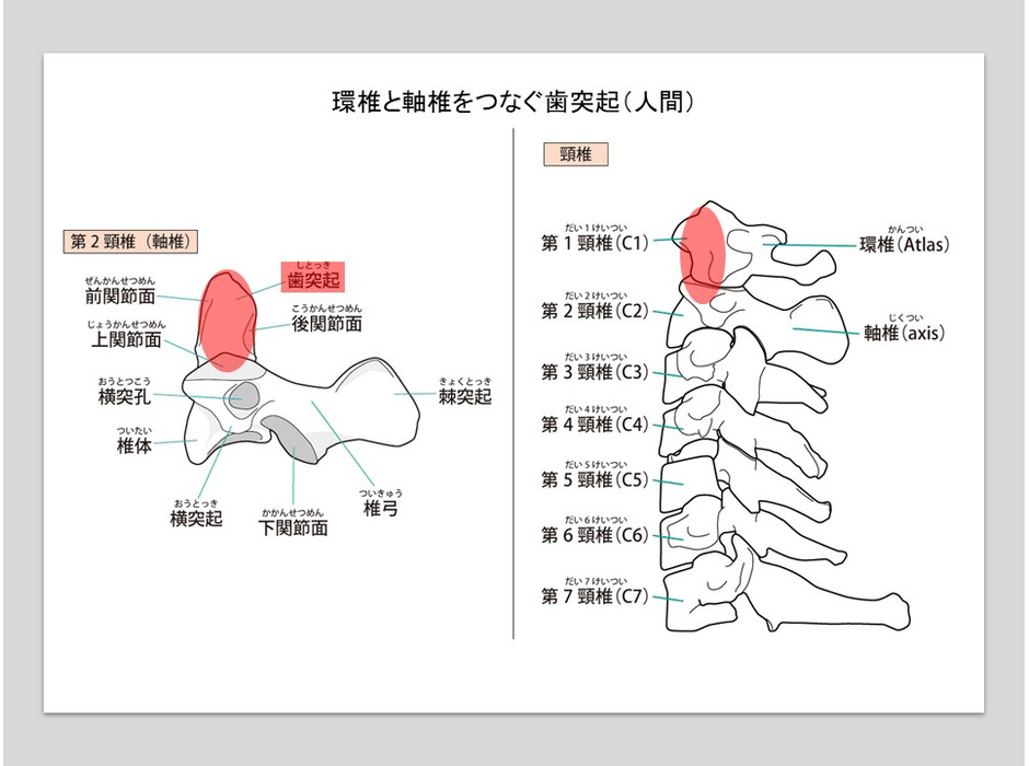 第1頸椎と第2頸椎は「歯突起」と靭帯がつなぐ