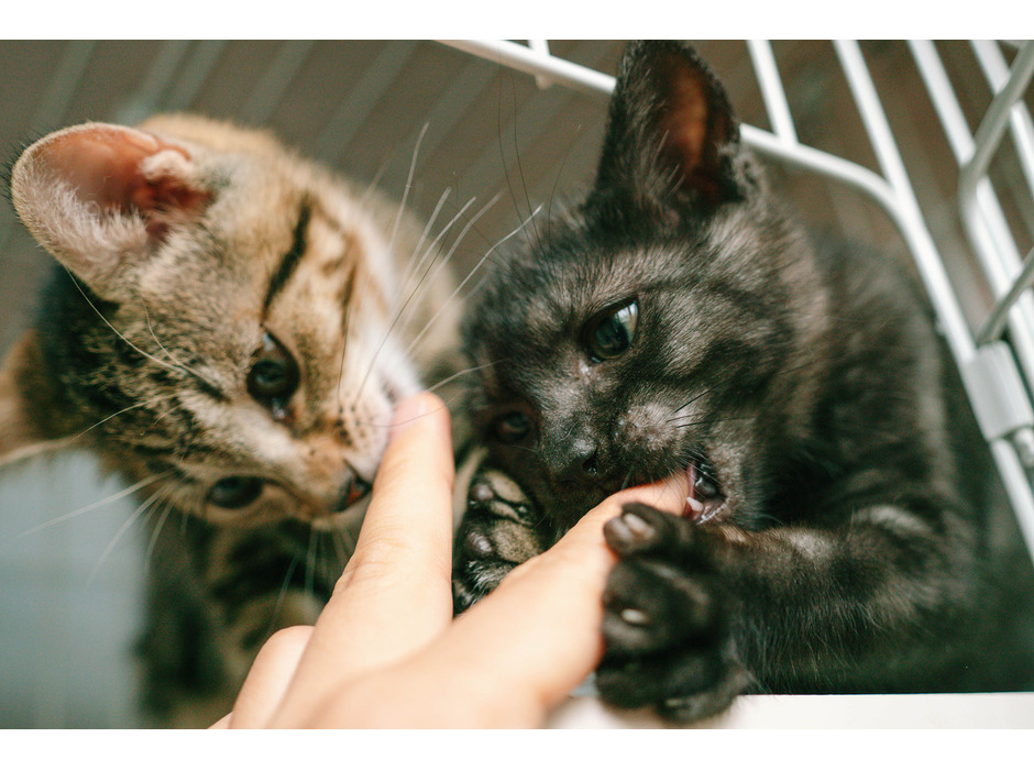 “猫の推し活”で保護猫団体の活動を支えるWEBサービス「neco-note」提供開始