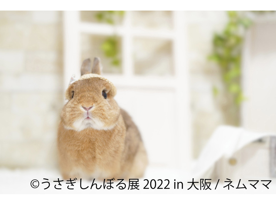 「うさぎしんぼる展 2022 in 大阪」開催