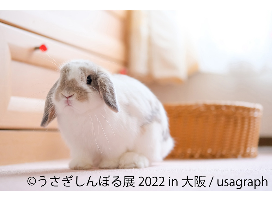 「うさぎしんぼる展 2022 in 大阪」開催