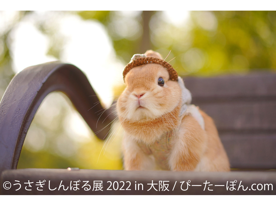 「うさぎしんぼる展 2022 in 大阪」開催