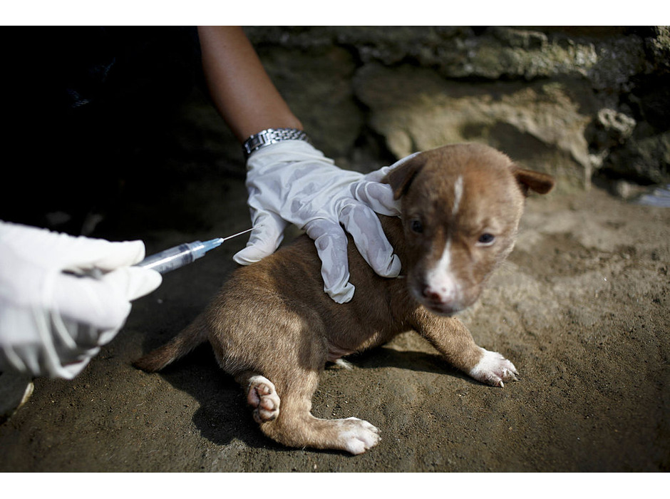インドネシアで狂犬病のワクチンを受ける子犬