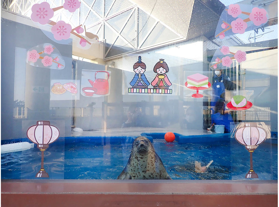須磨海浜水族園、メスのアザラシの健康を願い「ひな祭り」イベントを開催