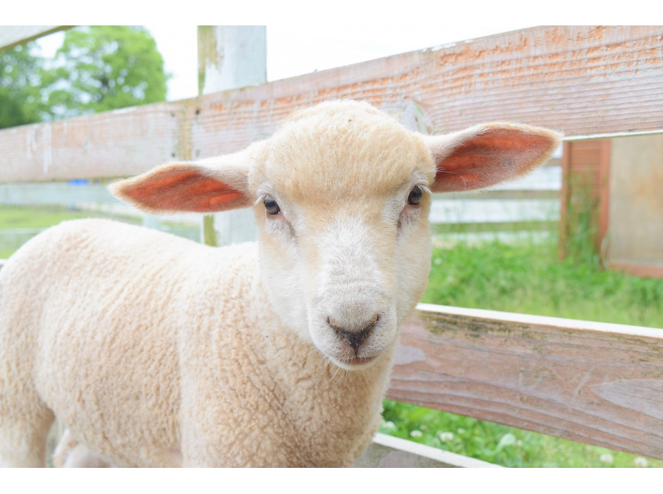 滋賀農業公園ブルーメの丘で生まれた子羊の「フル」