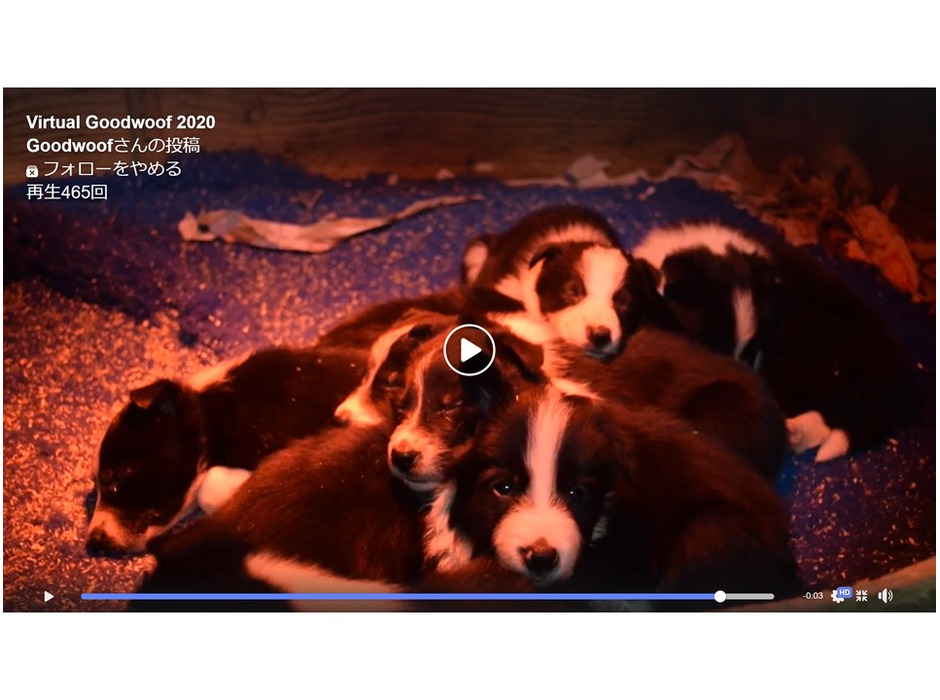 Goodwood犬舎で誕生した子犬たちのライブ映像も観られる