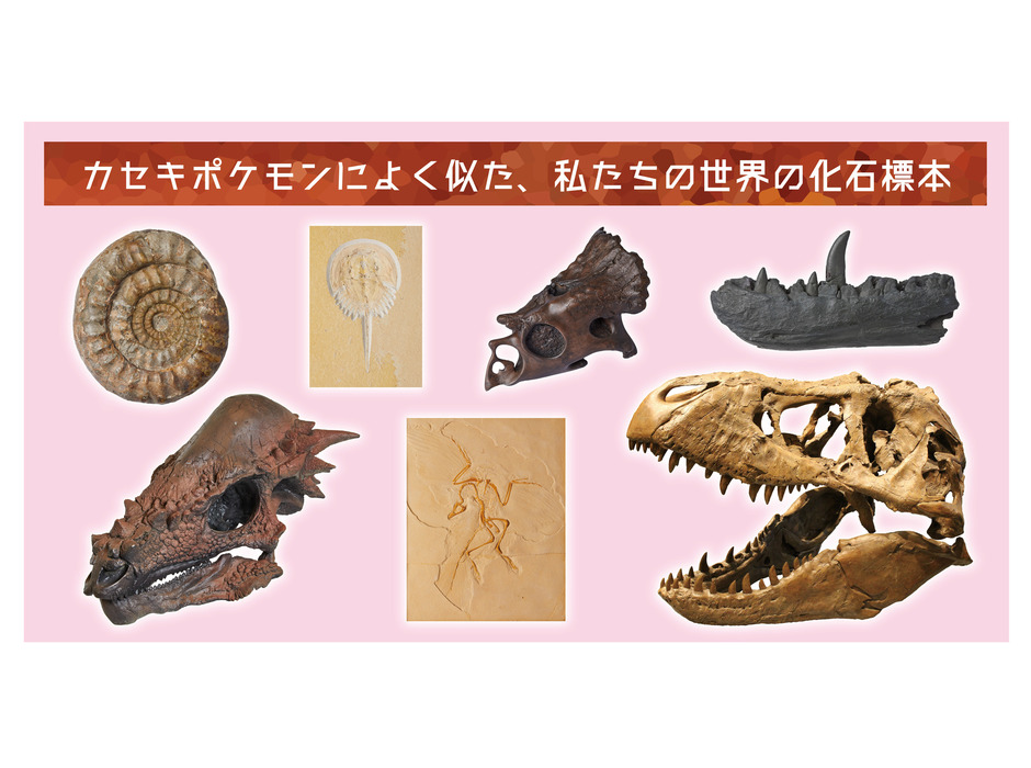 「ポケモン化石博物館」