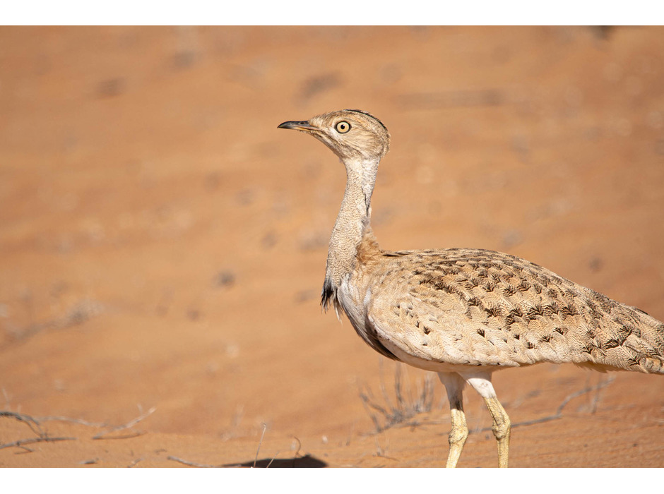 エミレーツ航空、ドバイ砂漠保護地区における砂漠生態系の回復と保全活動を支援
