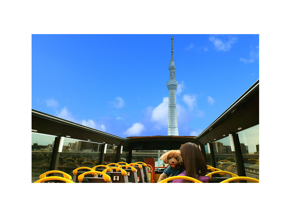 「vipわんツアー！」×「代々木わんわんカーニバル」、東京観光＆ドッグイベントを楽しむコラボツアー開催