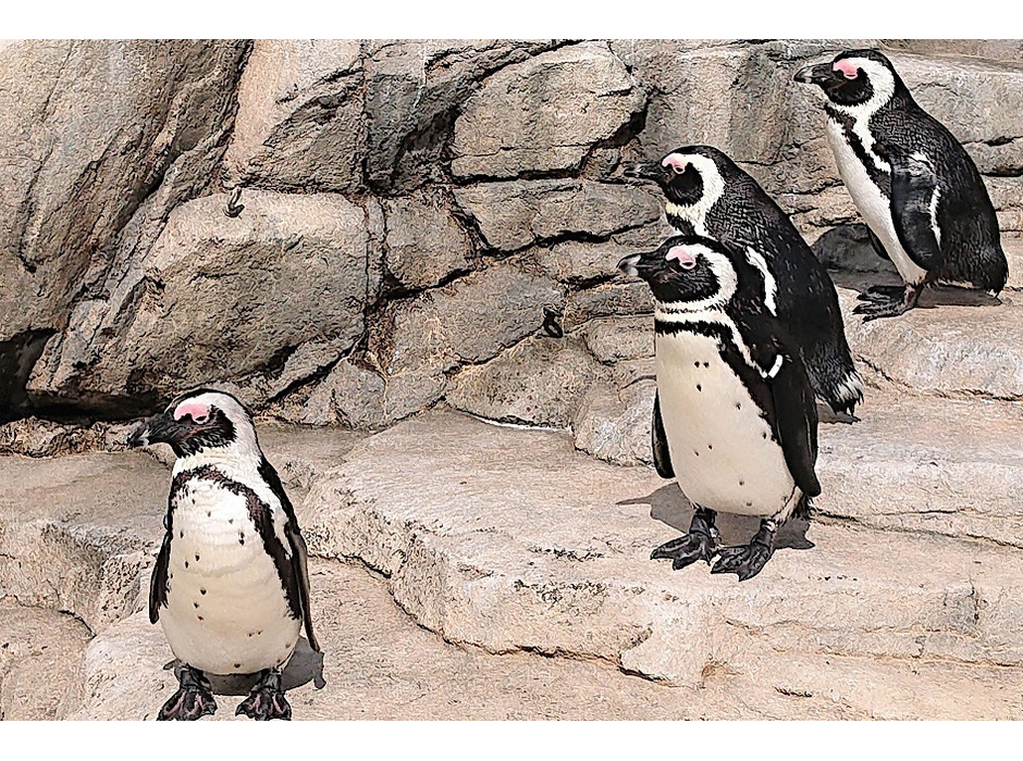 仙台うみの杜水族館、ケープペンギンの新施設を7月中旬にオープン