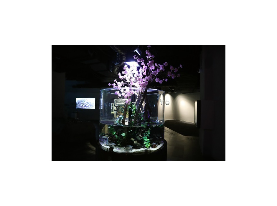 カワスイ「水族館でお花見」