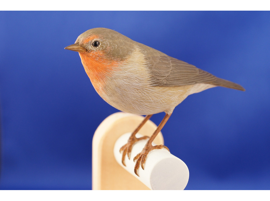 企画展「国立科学博物館 巡回展 ダーウィンを驚かせた鳥たち 日本の生物多様性とその保全」