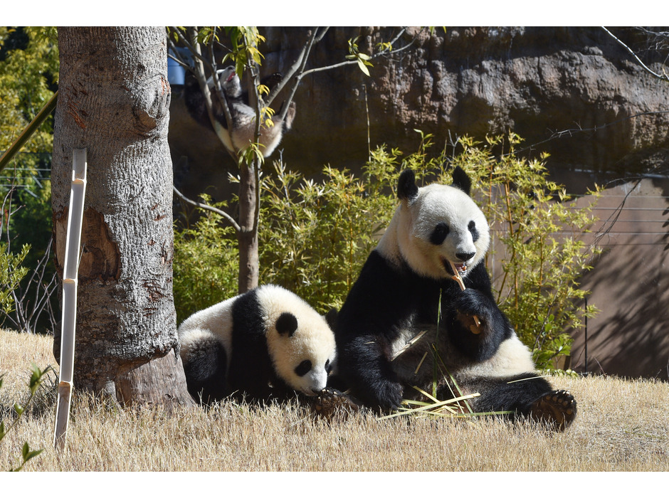 上野動物園のジャイアントパンダ・シンシンと双子（手前 レイレイ、奥 シャオシャオ、ともに264日齢）