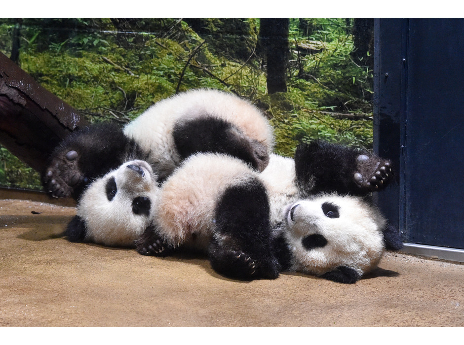 上野動物園のジャイアントパンダ・シャオシャオとレイレイ（左から、ともに264日齢）