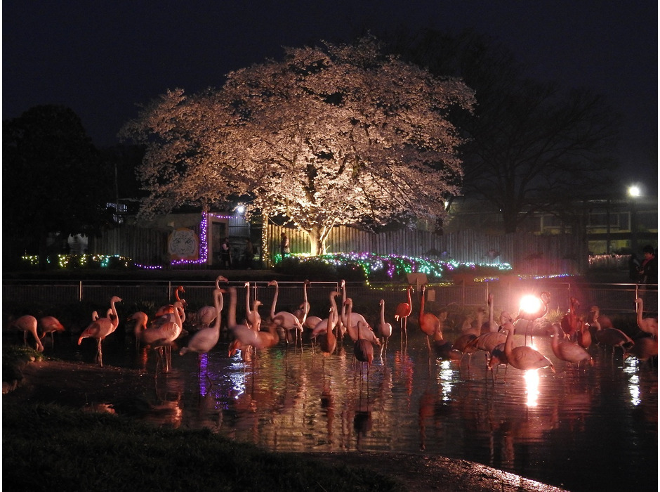 東武動物公園「春のナイトZOO」を開催