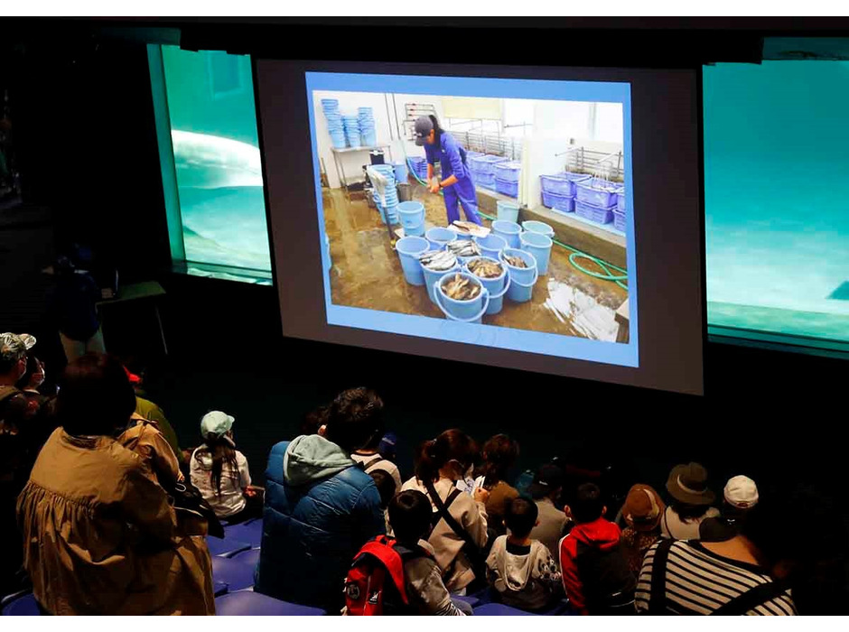 鴨川シーワールド、特別レクチャー「イルカの飼育について」を開催