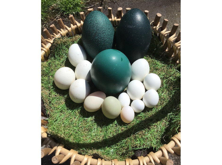 エミューの卵は濃緑色で大きい