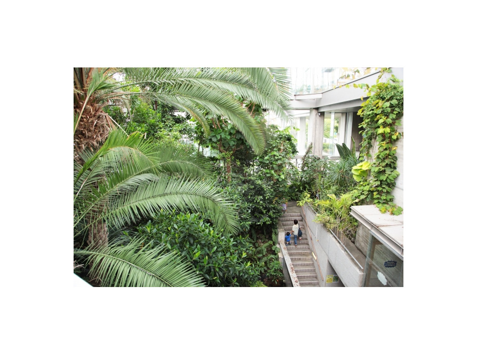 板橋区立熱帯環境植物館（通称ねったいかん）