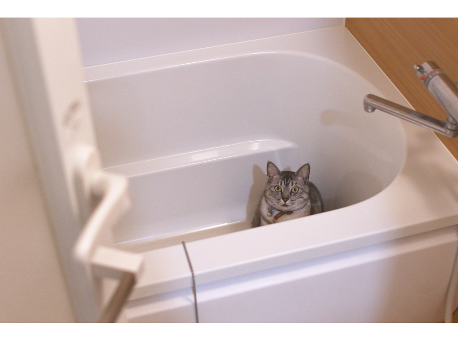 お風呂場に行くも、自分がシャンプーされると分かると浴室、さらには家中を逃げ回る猫