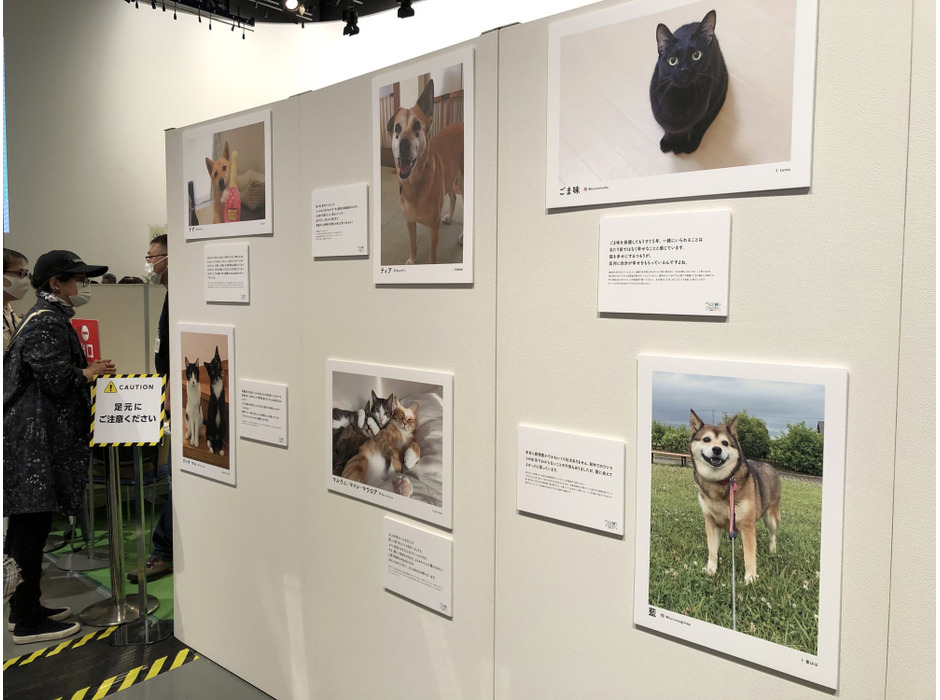 譲渡された元保護犬・保護猫たちの写真展も開催