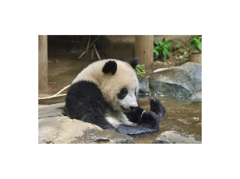 上野動物園のジャイアントパンダ「シャンシャン」