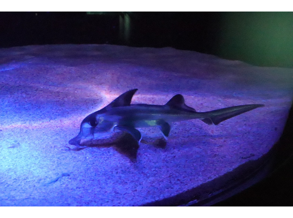 サンシャイン水族館、ゾウギンザメの赤ちゃん一般公開へ