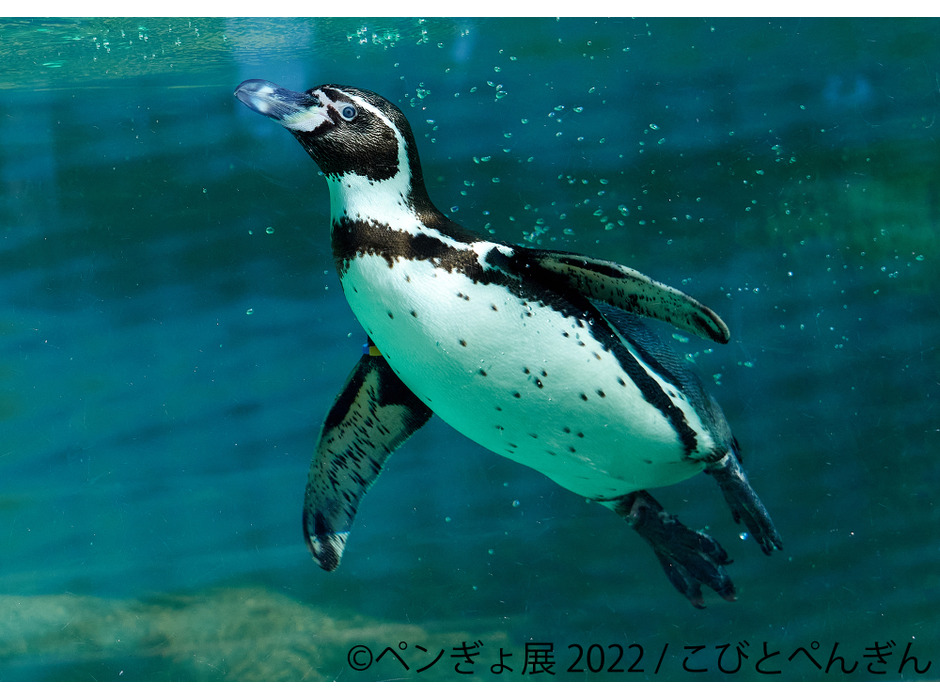 ペンギンと金魚の合同写真展＆イラスト物販展「ペンぎょ展 2022」