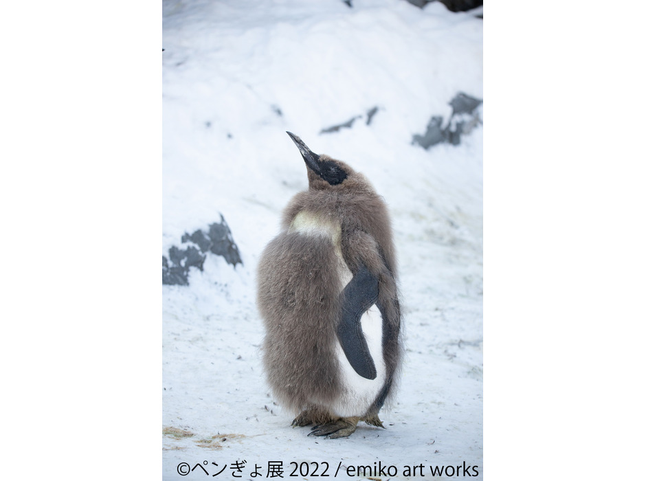 ペンギンと金魚の合同写真展＆イラスト物販展「ペンぎょ展 2022」