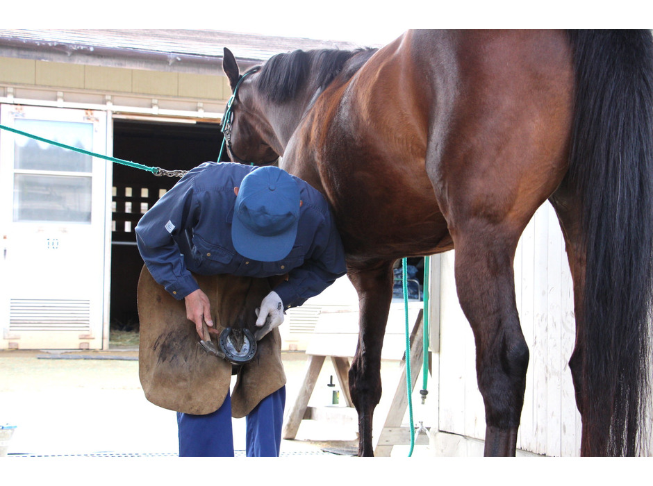 蹄（ひづめ）の手入れや蹄鉄（ていてつ）の脱着を行う装蹄師や馬と人両方の訓練を行う職員が、縁の下の力持ちとして活躍している