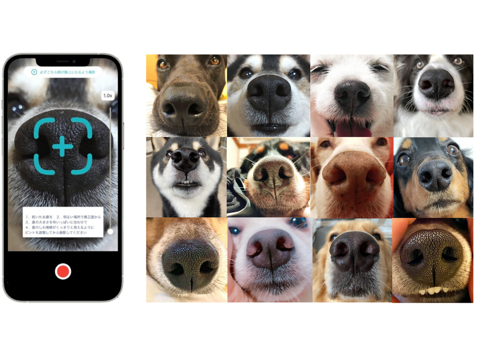 犬の鼻の紋様「鼻紋」をAIで識別するNoseIDアプリβ版