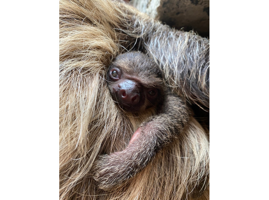 フタユビナマケモノの赤ちゃんが誕生