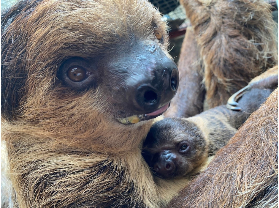 フタユビナマケモノの赤ちゃんが誕生