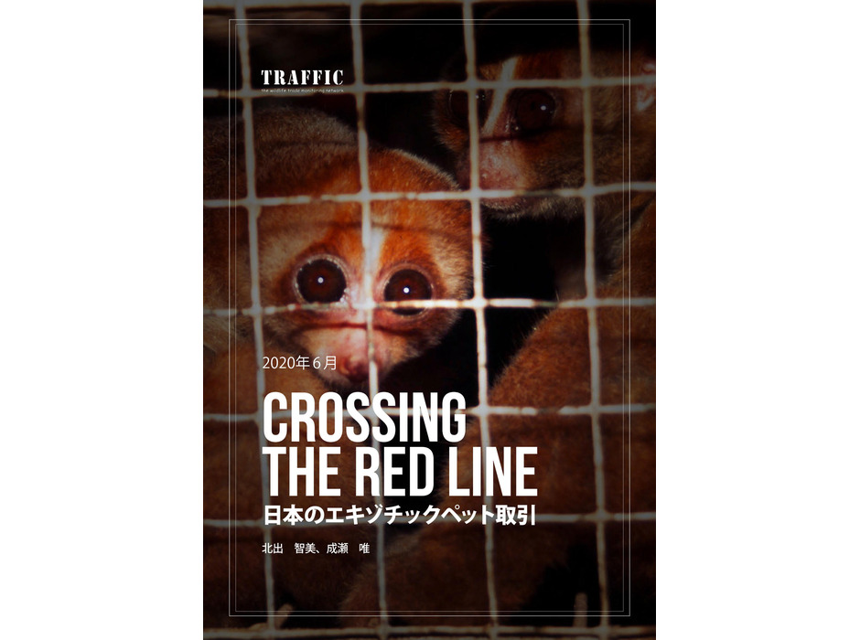 WWF「CROSSING THE RED LINE：日本のエキゾチックペット取引」