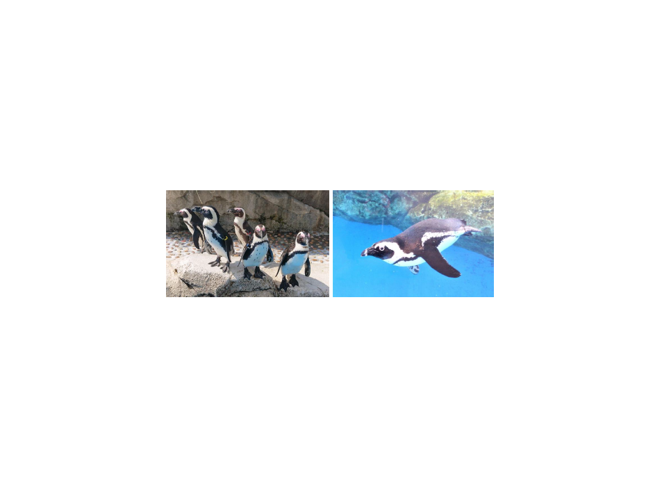 ケープペンギンの新施設「うみの杜ビーチ –PENGUIN　LIFE-」
