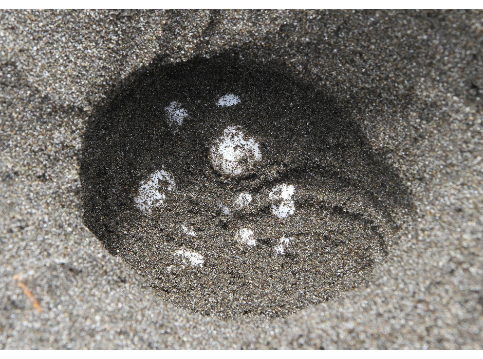 鴨川シーワールド、アカウミガメの産卵を確認