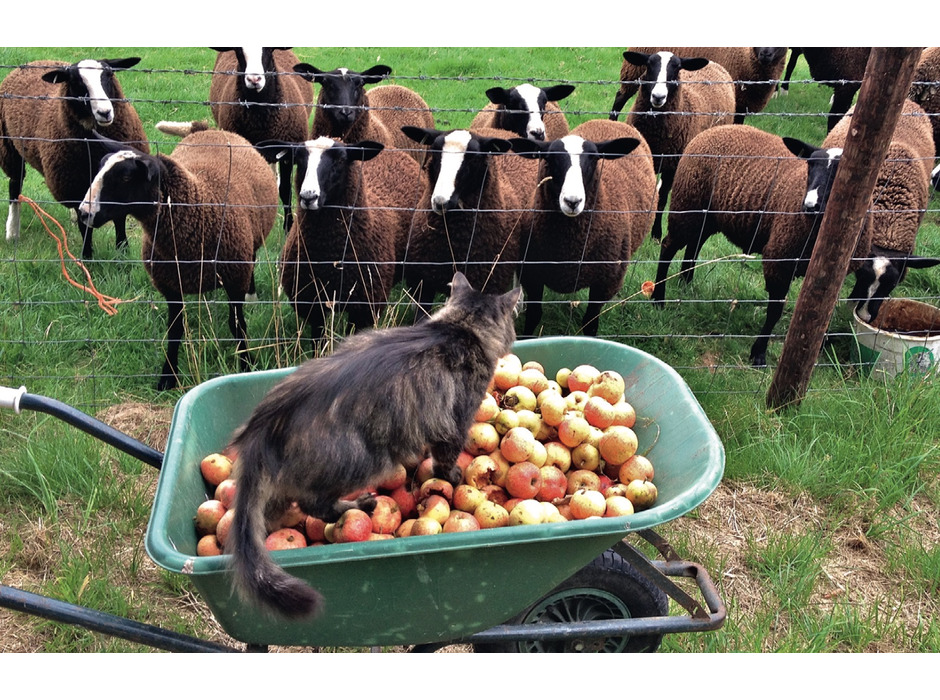 『羊飼い猫の日記　アイルランドの四季の暮らし』