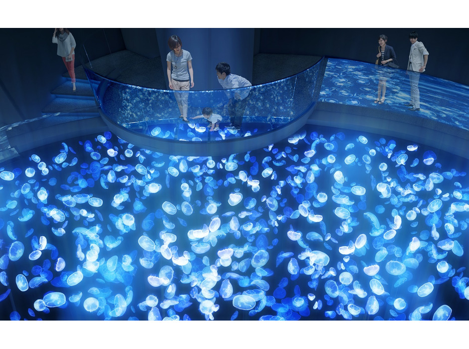 すみだ水族館、長径７メートルの水盤型クラゲ水槽を設置