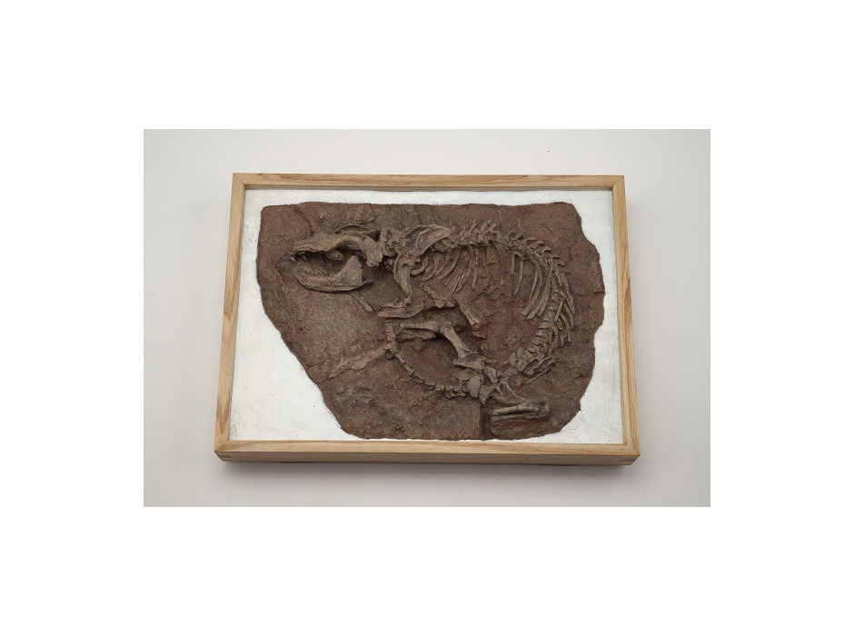 白亜紀の肉食の哺乳類 「レペノマムス・ギガンティクス」化石標本 （複製）