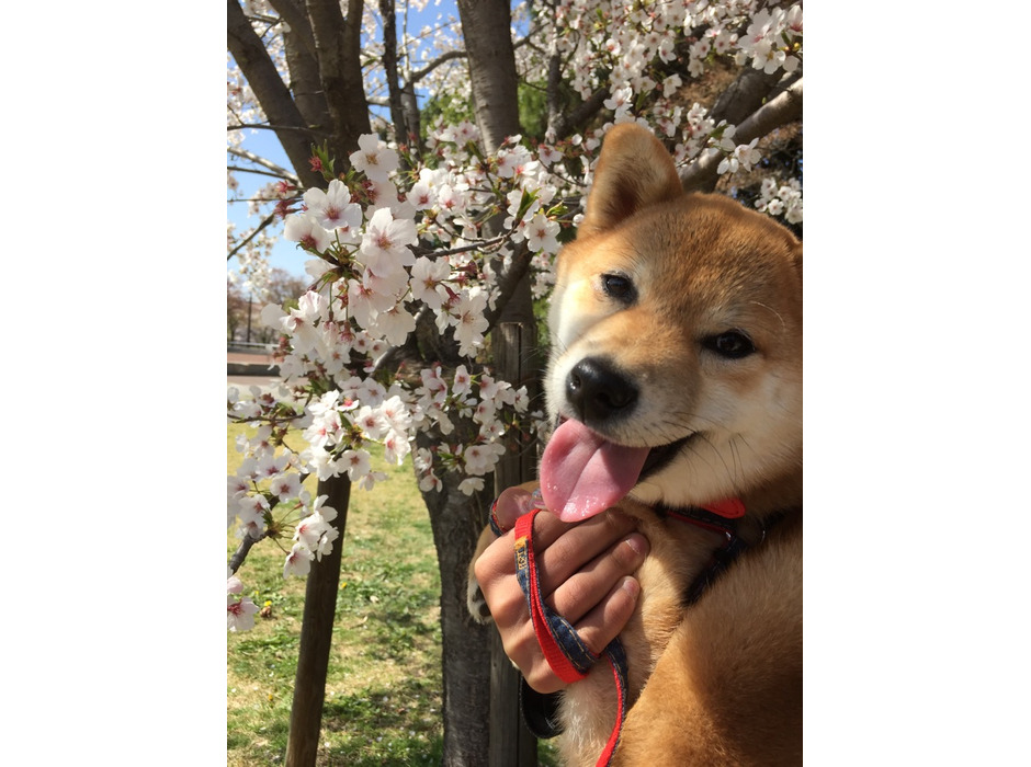 桜の花と一緒に写真におさまる「さくら」ちゃん