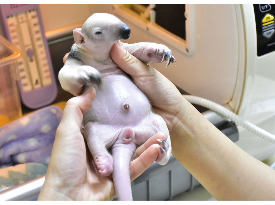 ミナミコアリクイの赤ちゃん誕生