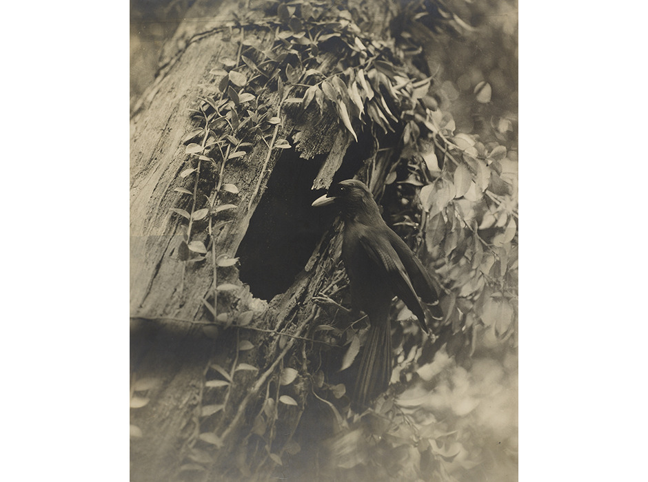 富士フイルム、「100年前にカワセミを撮った男・下村兼史－日本最初の野鳥生態写真家－」を開催