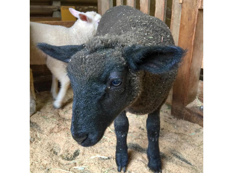 信州塩尻農業公園チロルの森、6月に生まれた赤ちゃん羊2頭の名前が決定