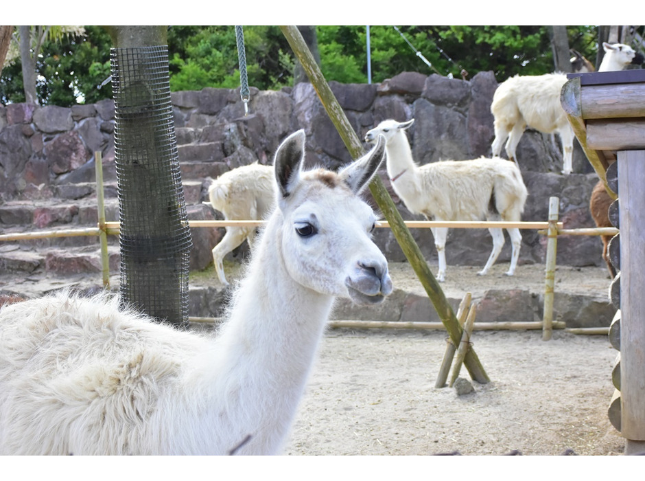 伊豆シャボテン動物公園、「ZOO EATS～オンライン動物おやつあげ体験～」を実施